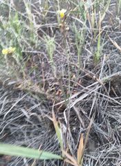 Sisymbrium polymorphum