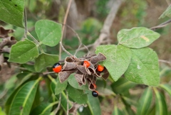 Rhynchosia precatoria