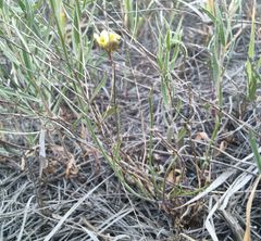Sisymbrium polymorphum