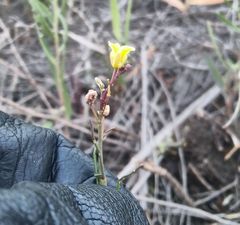Sisymbrium polymorphum