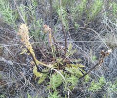 Pedicularis dasystachys