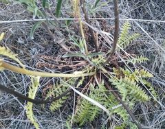 Pedicularis dasystachys