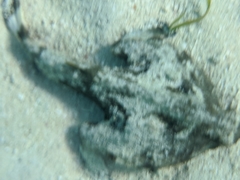 Ogcocephalidae