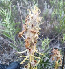 Pedicularis dasystachys