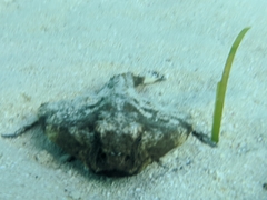 Ogcocephalidae