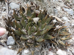 Ariocarpus trigonus