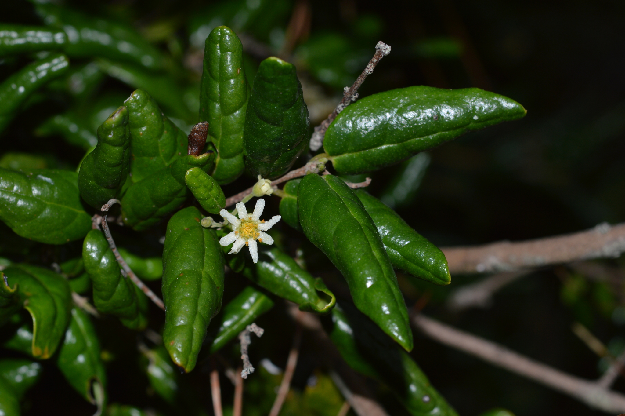 boldo (Peumus boldus)  iNaturalist