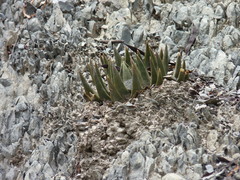 Ariocarpus trigonus