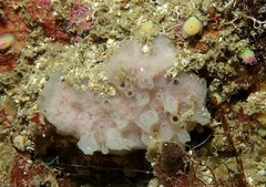 Haliclona angulata