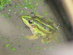 Pelophylax fukienensis
