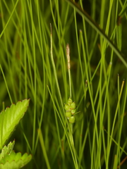 Carex conoidea