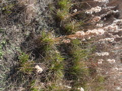 Andropogon glomeratus