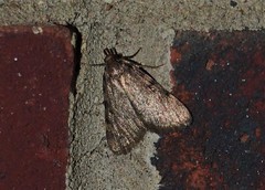 Aglossa pinguinalis