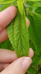 Boehmeria cylindrica image