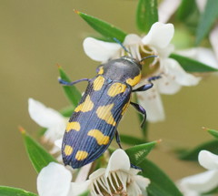 Castiarina octospilota