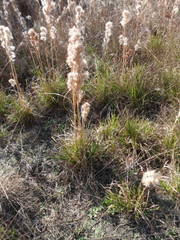 Andropogon glomeratus