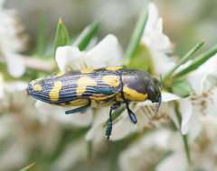 Castiarina octospilota