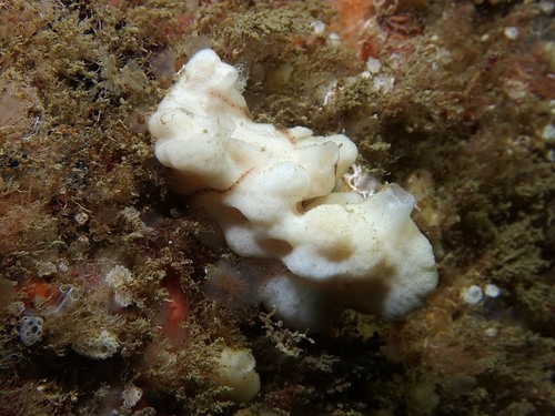 Representative image of Leucandra gossei