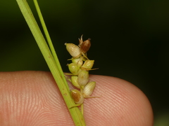 Carex conoidea