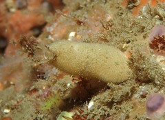 Sycon ciliatum