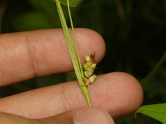 Carex conoidea