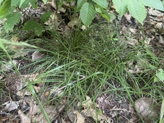 Carex willdenowii