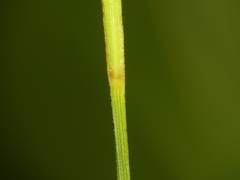 Carex conoidea