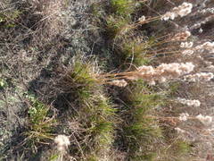 Andropogon glomeratus