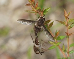 Nemestrinidae