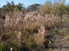Andropogon glomeratus
