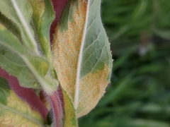 Puccinia pulverulenta