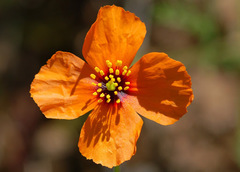 Papaver heterophyllum