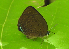 Arhopala amphimuta