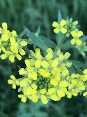 Brassicaceae