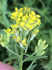 Brassicaceae