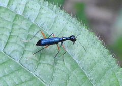 Neocollyris