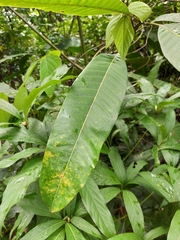 Mangifera caesia