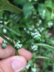 Strobilanthes cernua
