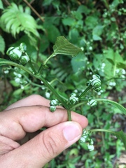 Strobilanthes cernua