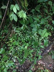 Strobilanthes cernua