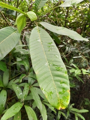 Mangifera caesia