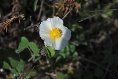 Wissadula glechomifolia