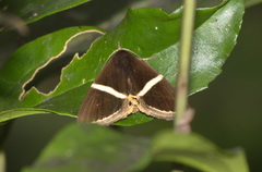 Fodina pallula