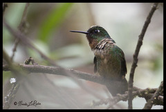 Heliangelus amethysticollis