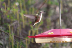 Selasphorus platycercus