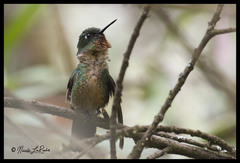 Heliangelus amethysticollis
