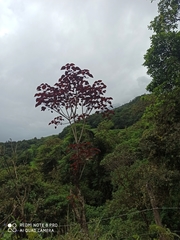 Euphorbia cotinifolia