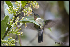 Heliangelus amethysticollis