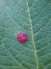 Puccinia phragmitis