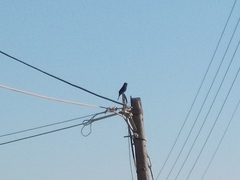 Turdus merula aterrimus